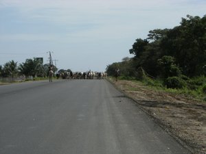 Cows are coming