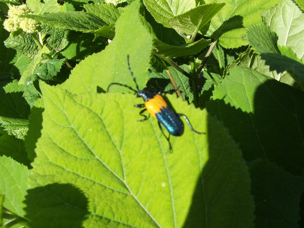 Cool colored beetle