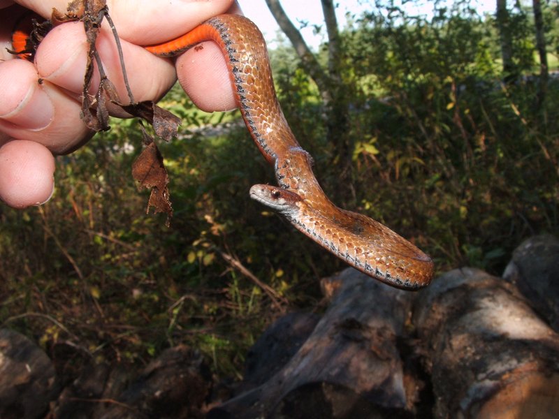 red-bellied snake