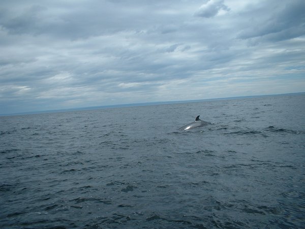 Mink whale