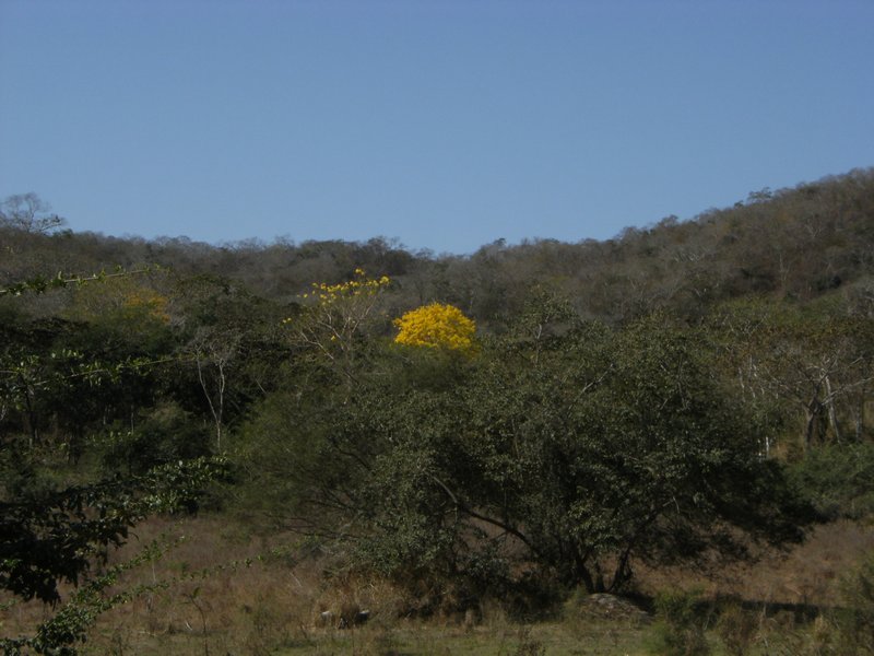 Yellow corteza amarillo tree