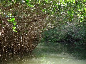 San Blas, Mangroves