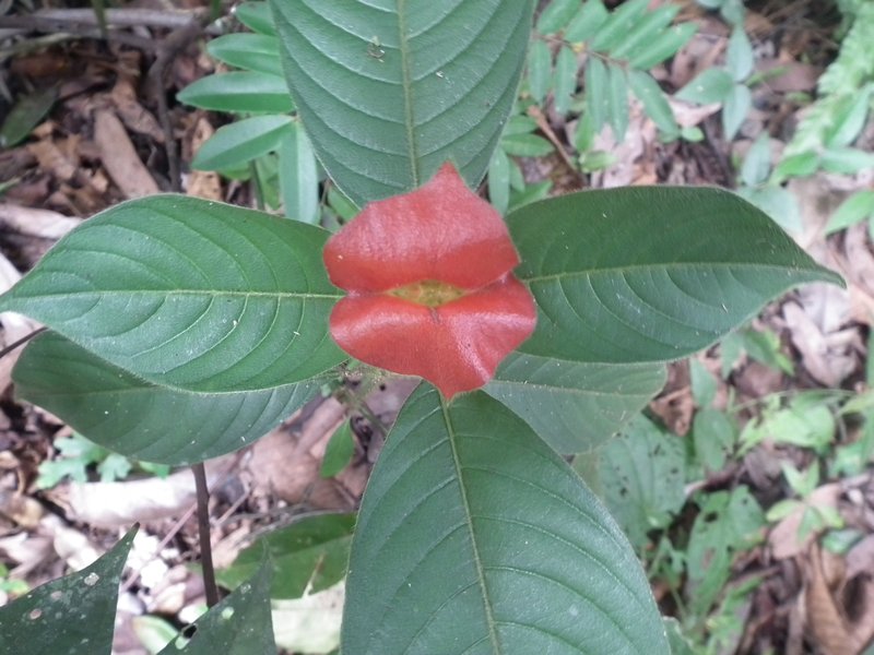 hot lips flower