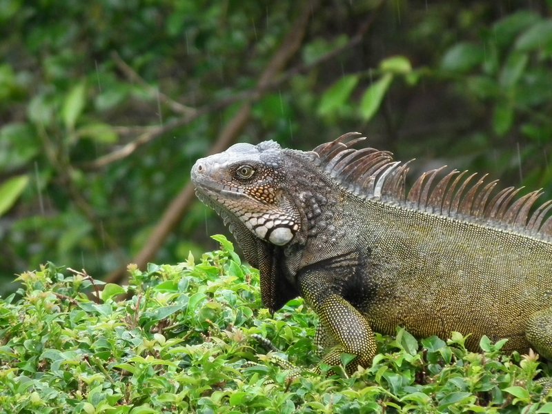 I like iguanas!!