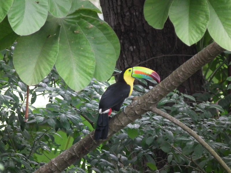 Toucan, jungle near Panama city