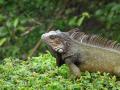 I like iguanas!!