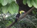 Toucan, jungle near Panama city