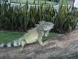 ds_iguana_park