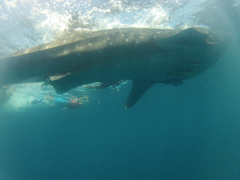 dfi_whale_shark