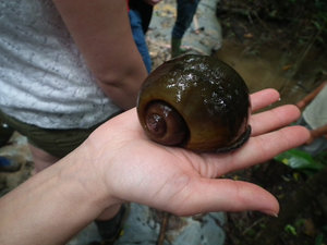dc2c_big_river_snail