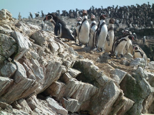 hbj_IslasBallestas_penguins