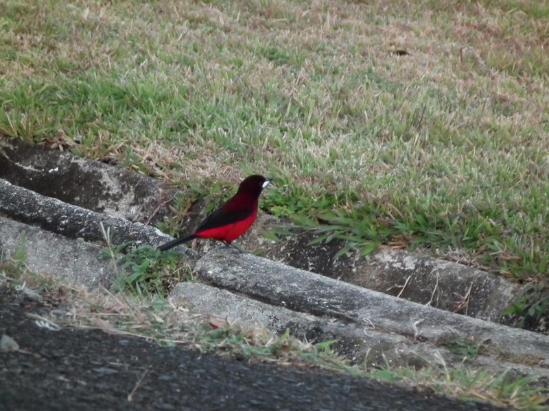 crimson_backed_tanager