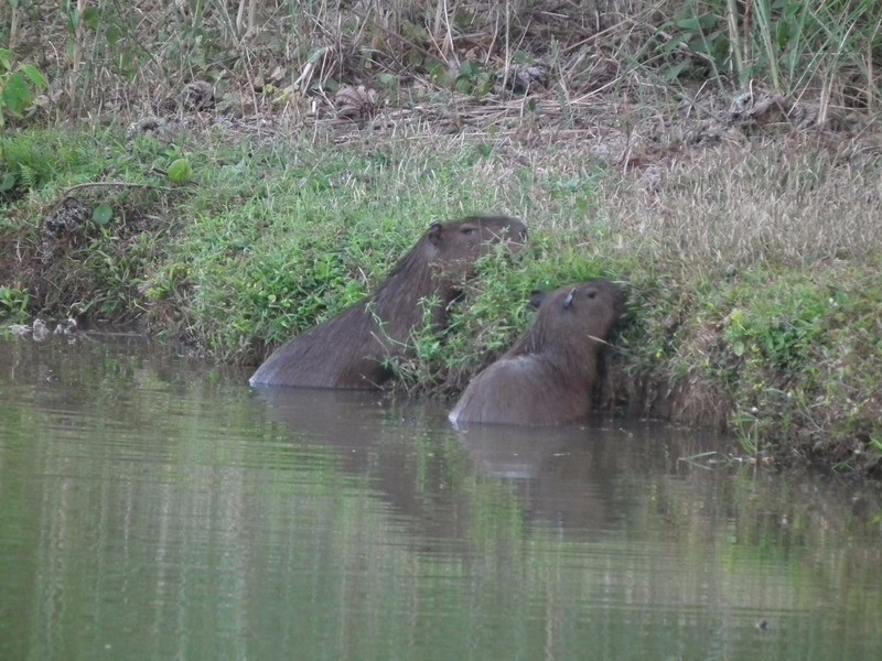 aea_capybaras