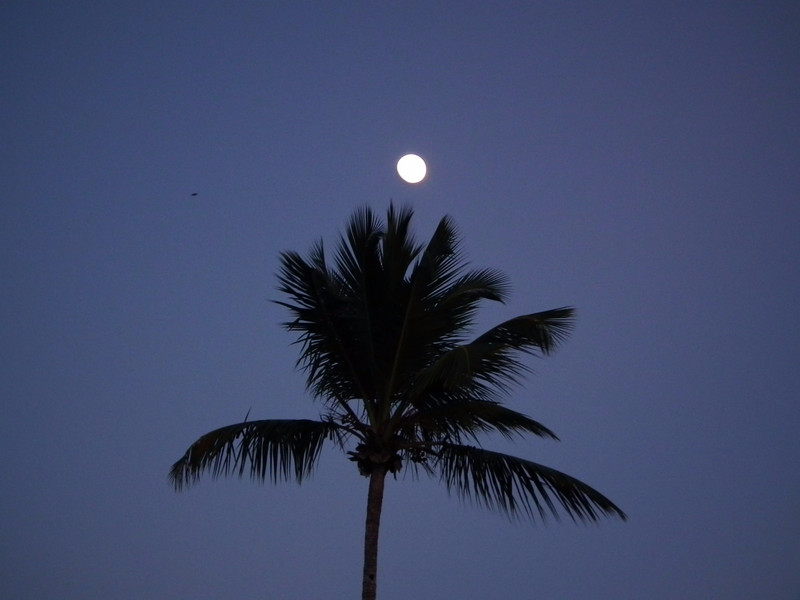 moon and palmtree