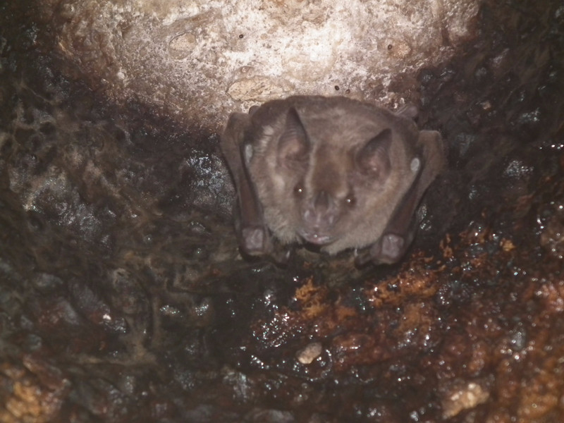 bat -- jamaican fruit bat