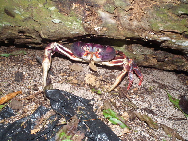 land crab -- one feet across