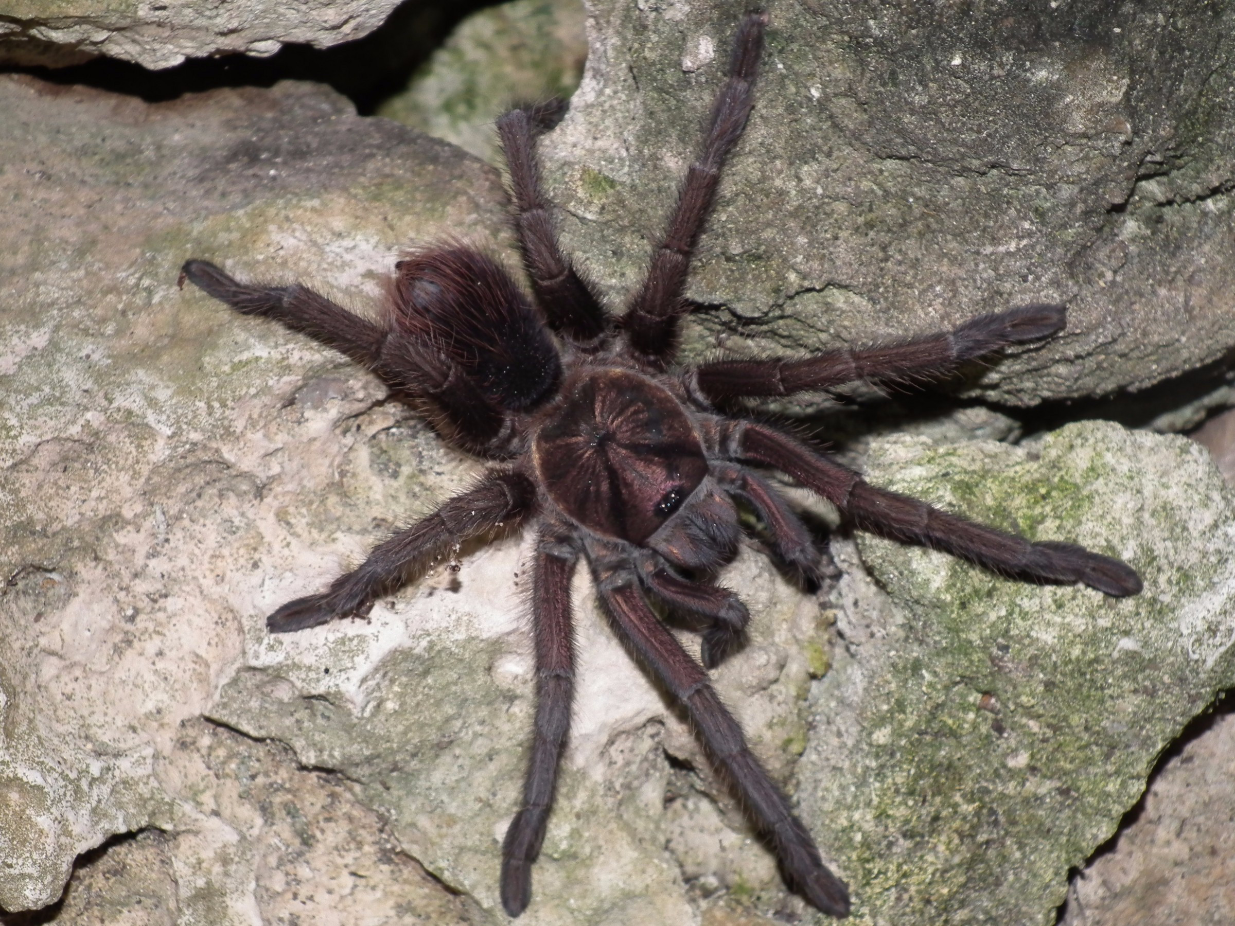 wild republic tarantula