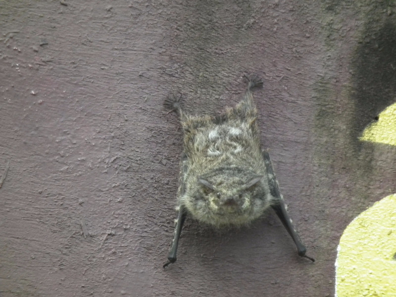 long nosed bat