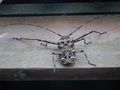 Huge longicorn beetle
