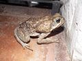Marine toad: they are huge!