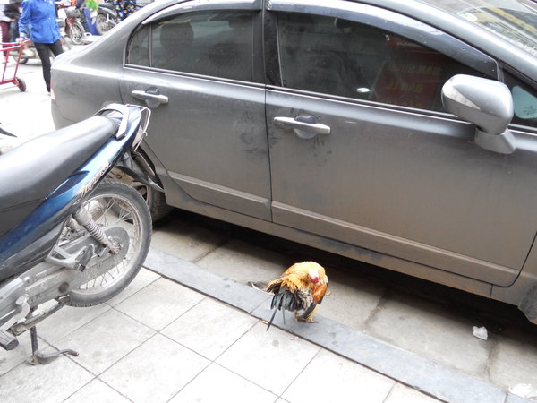 Why did the chicken cross the road in Hanoi?