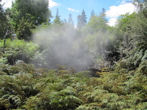 Steamy Rotorua