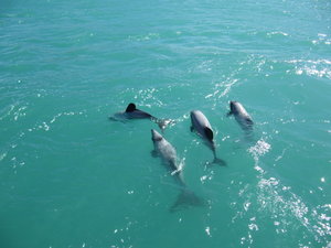 Hector's Dolphins 
