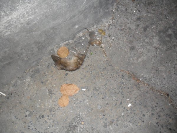 A casualty of the protests.  A dead rat.
