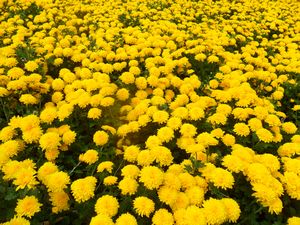 Traditional yellow flowers for Tet