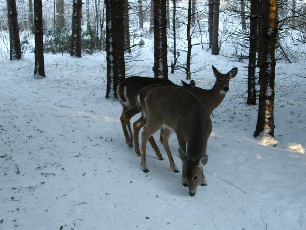 Deer on the Old Quarry Trail