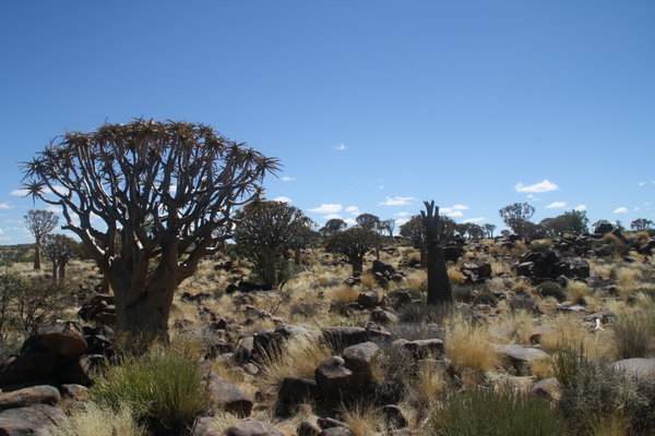 The Quiver Tree forest