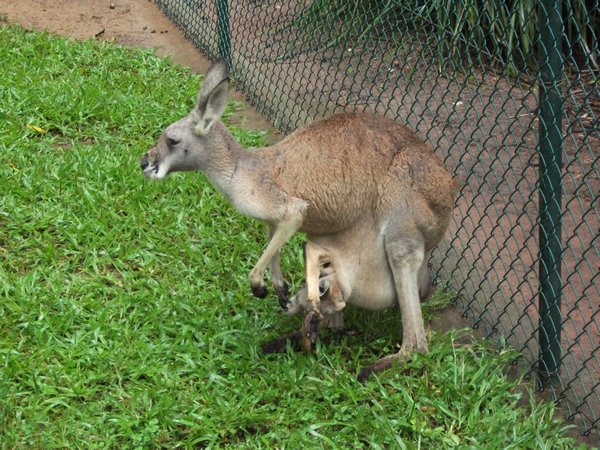 Mummy Kanga with roo in pouch!!