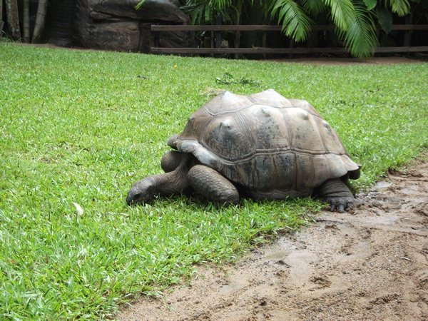Very Large Tortoise