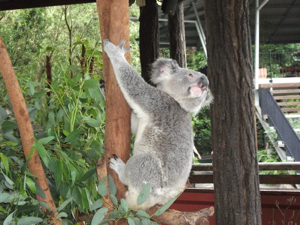 Sweet Koalas