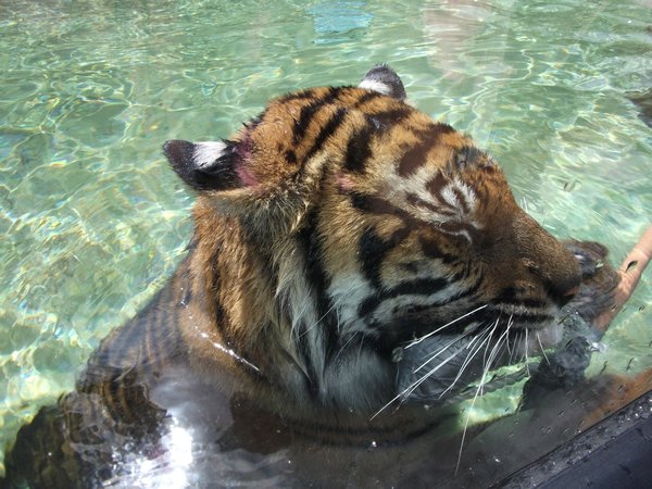 Tigers playing in water