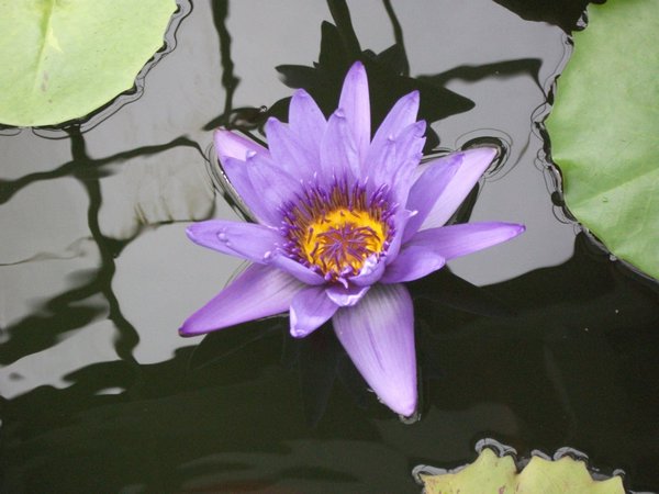Lotus flower Botanic Gardens