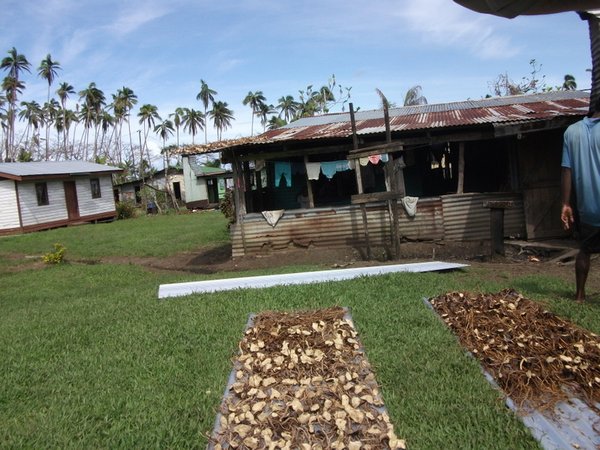 Drying Kava - Fijian Village