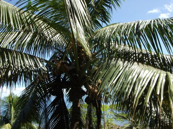 Coconuts at Daku