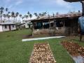 Drying Kava - Fijian Village