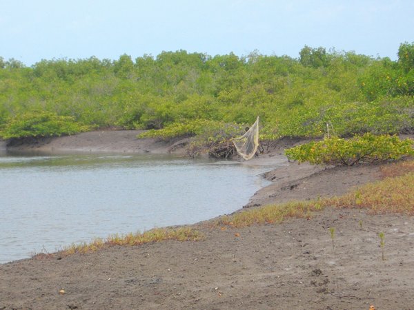 fishing in the mangrove