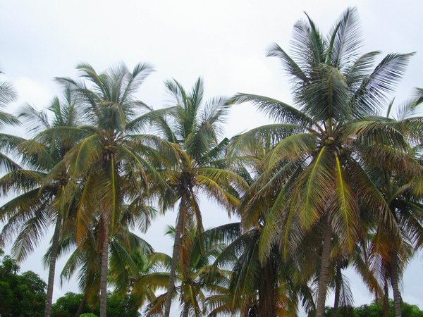 palm tree garden outside my Nikine home