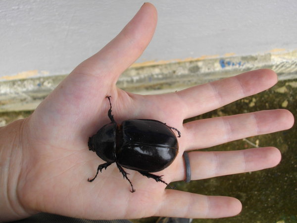 dead beetle