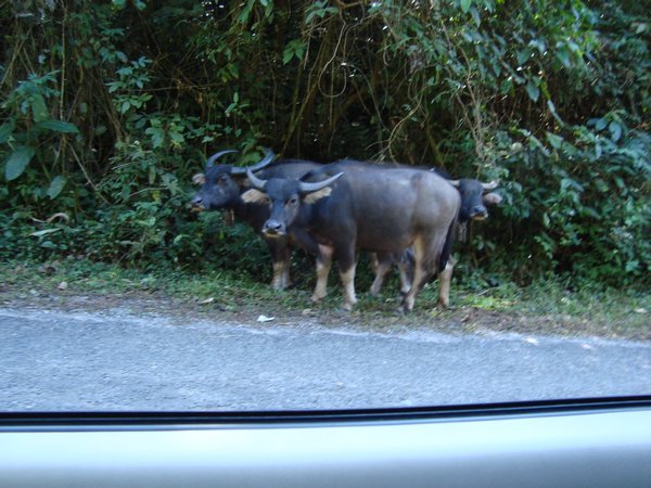 Bufflo in jungle on road