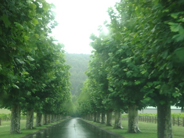 Road into winery