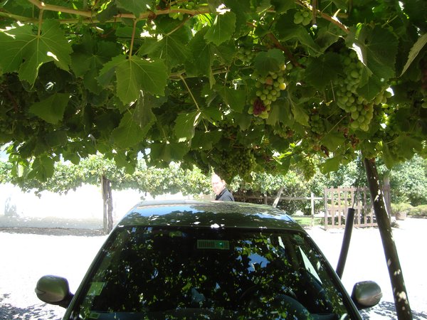 car park in shade under the vines