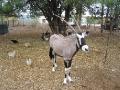 Pet Oryx