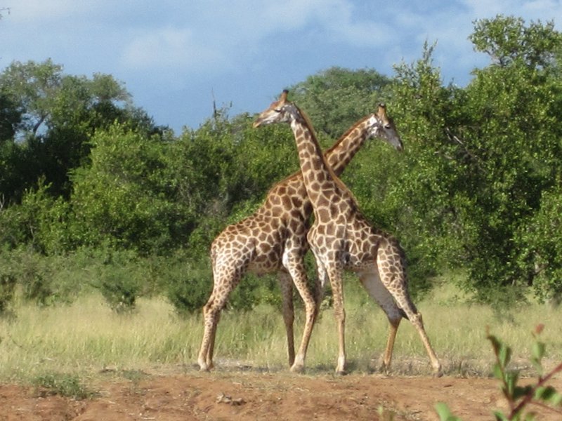 Giraffes fighting over a girl!