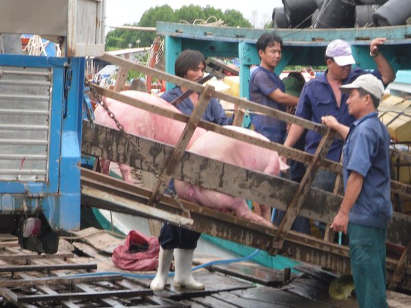 The Pigs being loaded.