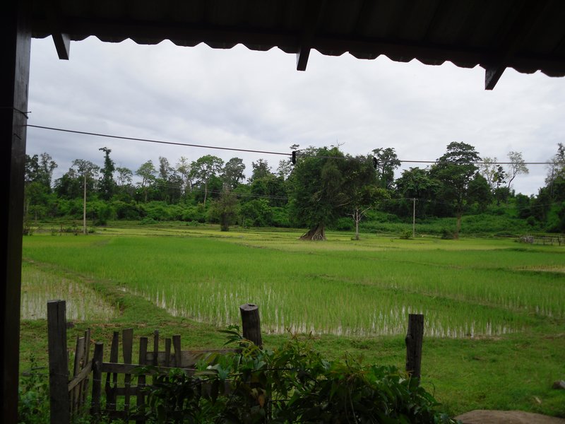 Home in the rice fields