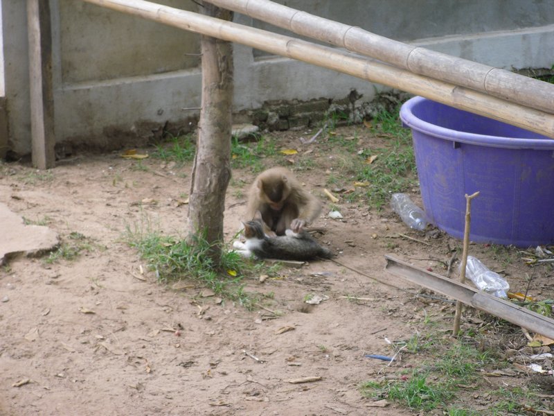 This monkey cared for the kitten